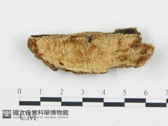 登錄號:F0017883藏品圖，第1張