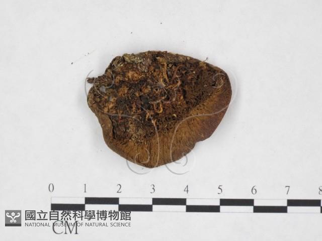 登錄號:F0025883藏品圖，第3張