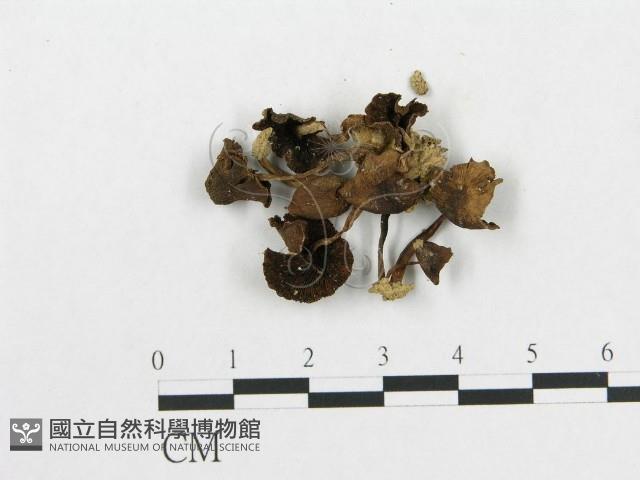 登錄號:F0015883藏品圖，第3張