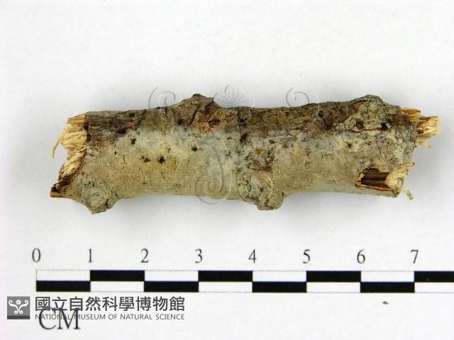 登錄號:F0009883藏品圖，第3張