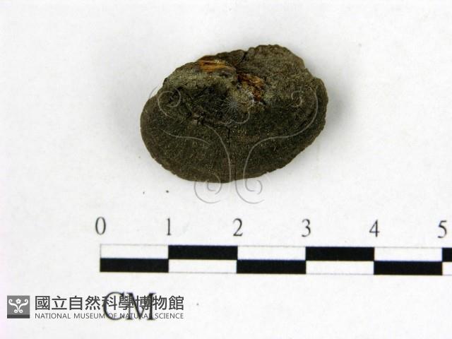 登錄號:F0019883藏品圖，第3張