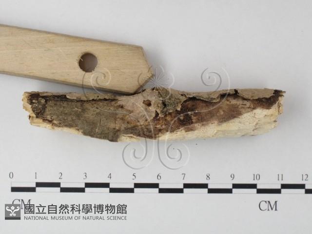 刺皮菌屬藏品圖，第3張