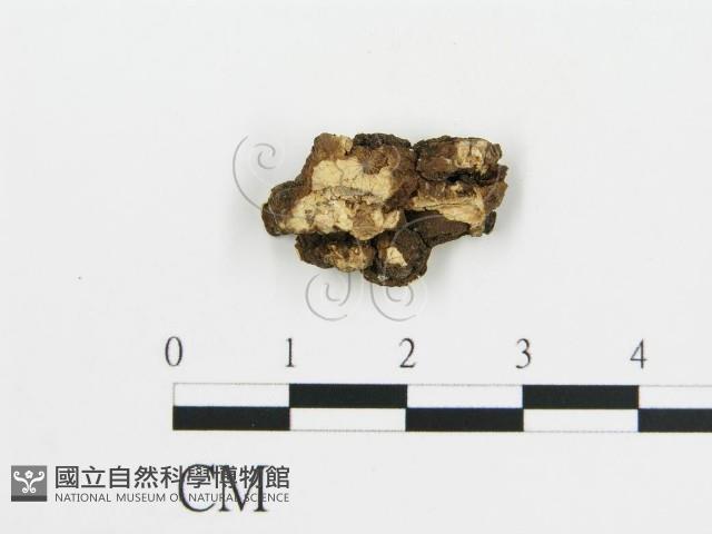 盤革菌屬藏品圖，第3張