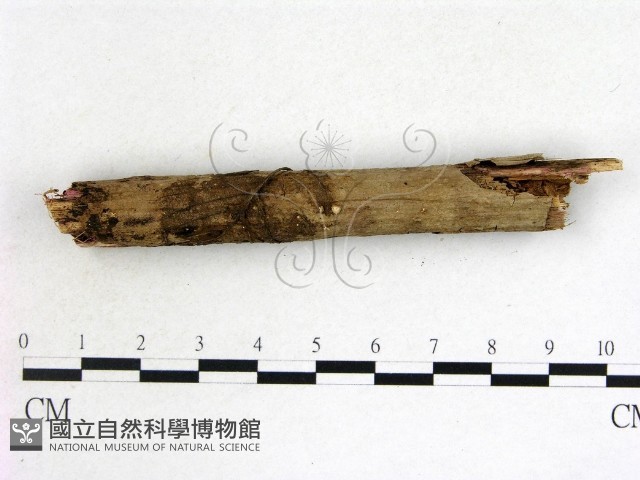 登錄號:F0013883藏品圖，第3張