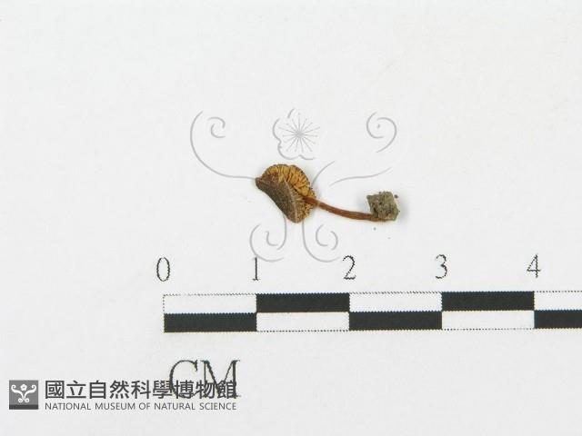 登錄號:F0010983藏品圖，第3張