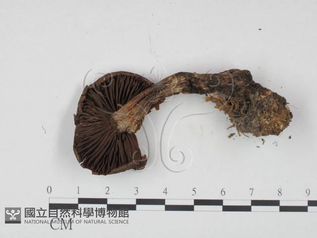 登錄號:F0021983藏品圖，第3張