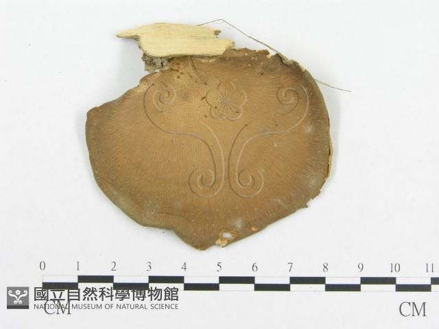 多孔菌屬藏品圖，第3張