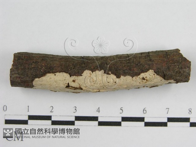 登錄號:F0011983藏品圖，第3張