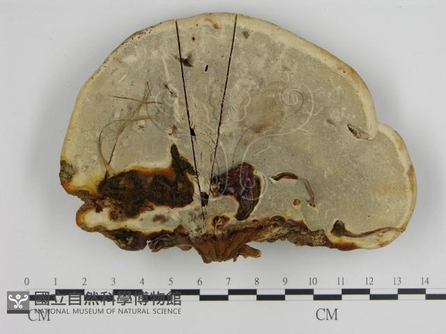 登錄號:F0004983藏品圖，第3張