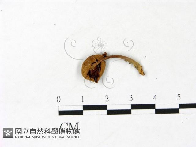 登錄號:F0022983藏品圖，第3張