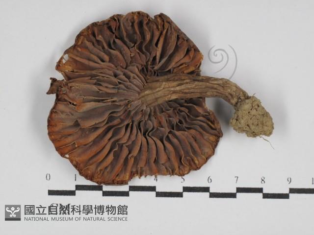 登錄號:F0012983藏品圖，第3張