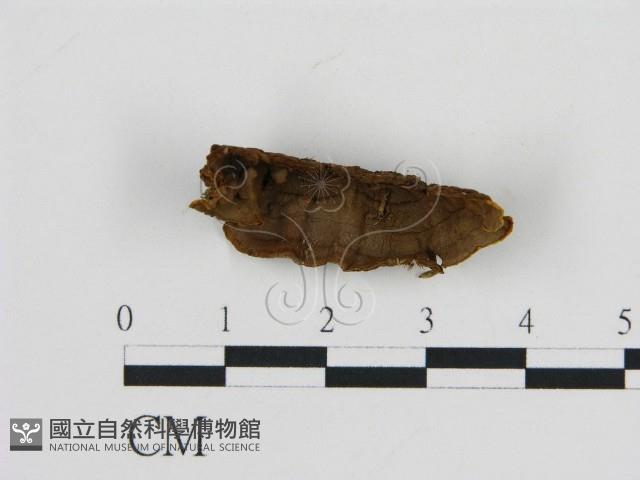 登錄號:F0005983藏品圖，第3張