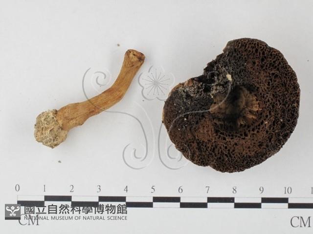 松塔牛肝菌屬藏品圖，第3張
