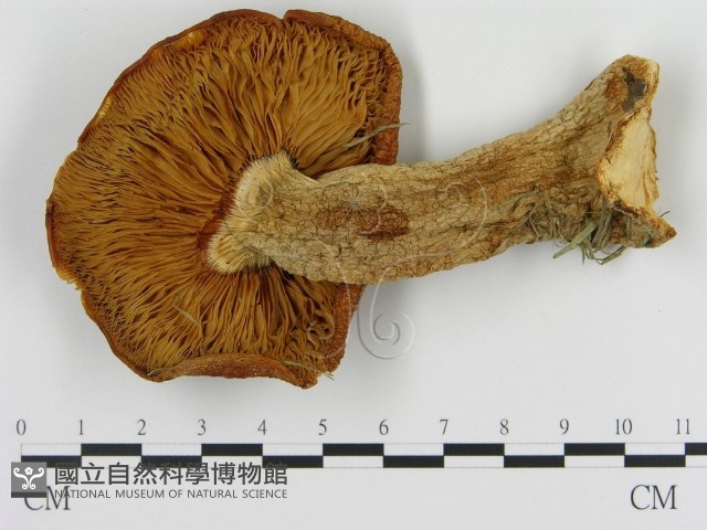 登錄號:F0013983藏品圖，第3張