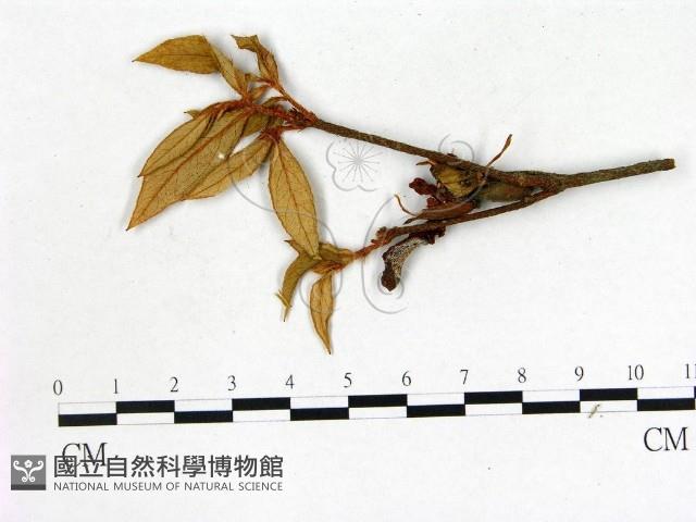 登錄號:F0020683藏品圖，第3張