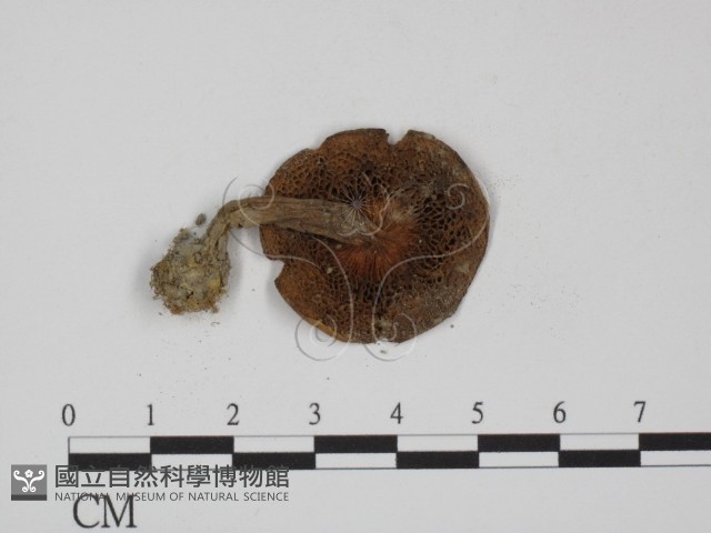 登錄號:F0010683藏品圖，第3張