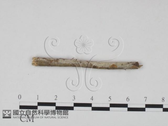 登錄號:F0021683藏品圖，第3張