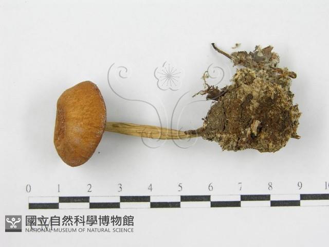登錄號:F0001683藏品圖，第3張