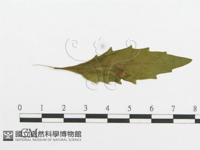 登錄號:F0011683藏品圖，第1張