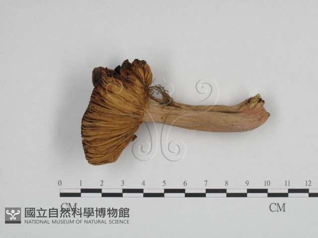 登錄號:F0024683藏品圖，第3張