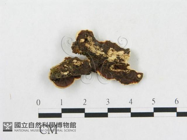 硬孔菌屬藏品圖，第3張