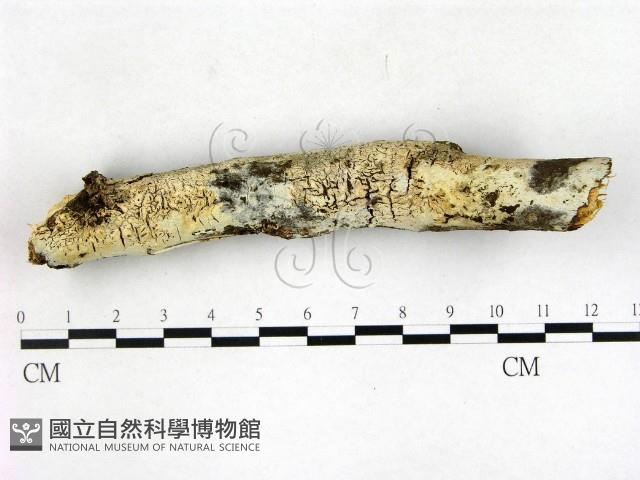 登錄號:F0022683藏品圖，第3張