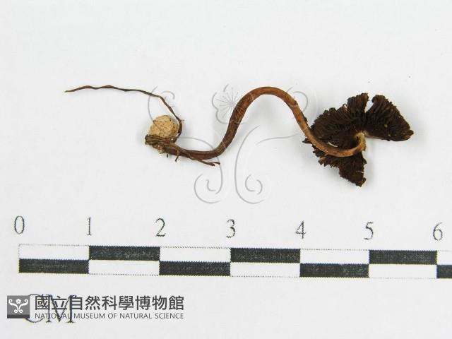 鬼傘屬藏品圖，第3張