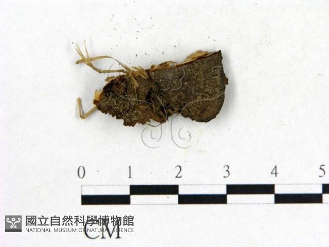 登錄號:F0017683藏品圖，第3張