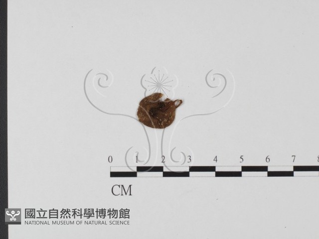 粉褶菌屬藏品圖，第3張