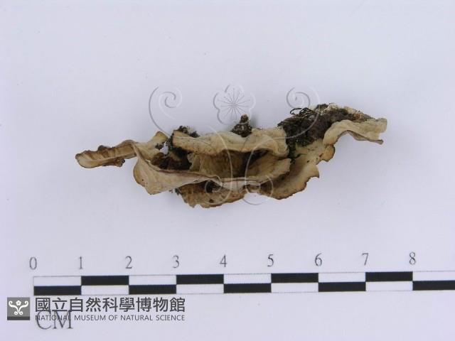 登錄號:F0015683藏品圖，第3張