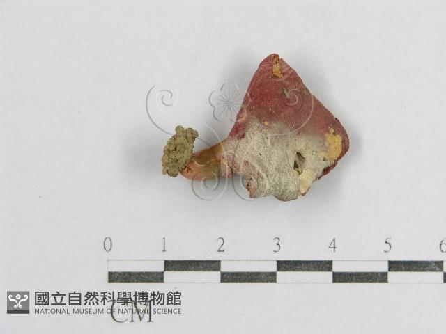 紅菇屬藏品圖，第3張