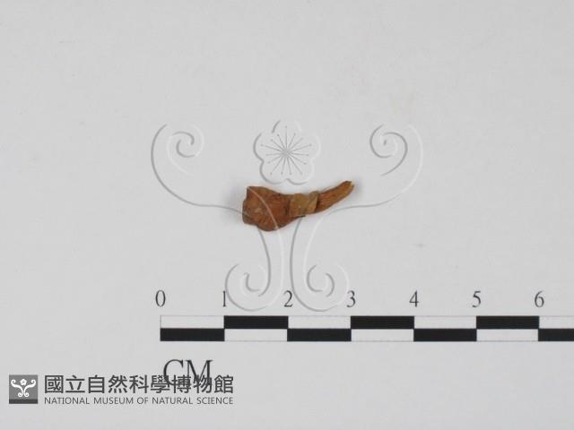 登錄號:F0019683藏品圖，第3張