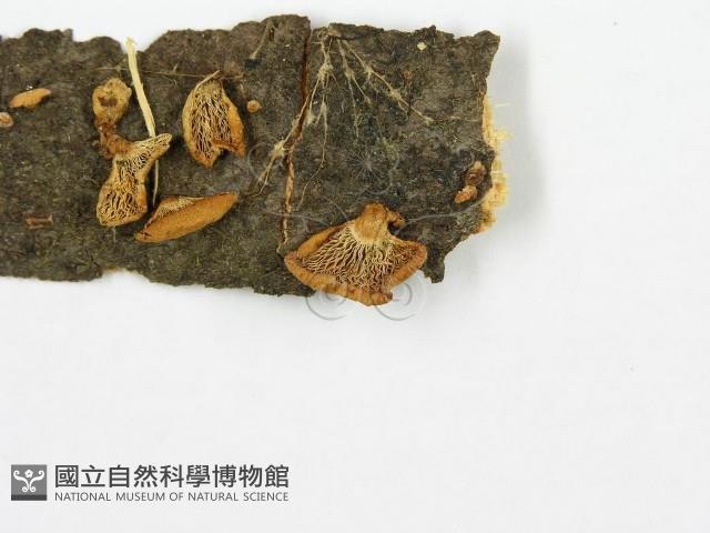 登錄號:F0013683藏品圖，第3張