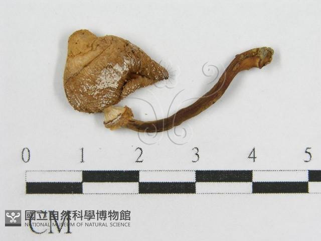 登錄號:F0008483藏品圖，第3張