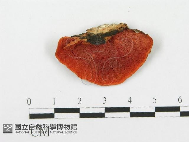 血紅密孔菌藏品圖，第3張