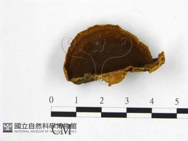 登錄號:F0016483藏品圖，第1張