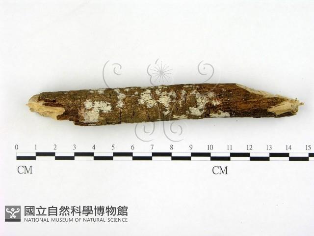 刺皮菌屬藏品圖，第3張