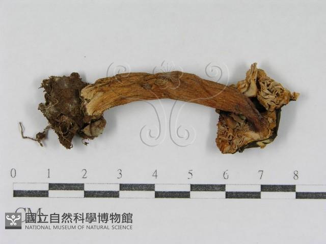 登錄號:F0007483藏品圖，第3張