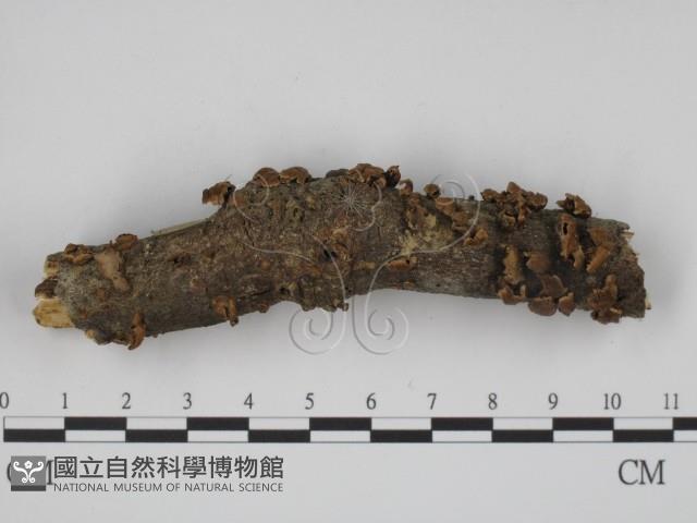 登錄號:F0005483藏品圖，第3張