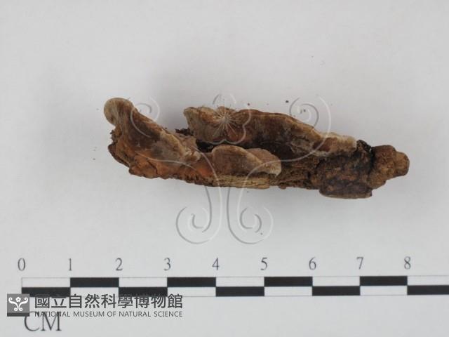 登錄號:F0009483藏品圖，第3張