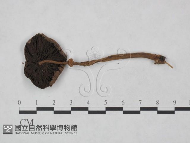 登錄號:F0023483藏品圖，第3張