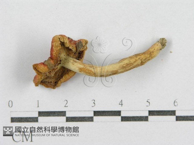 紅菇屬藏品圖，第3張