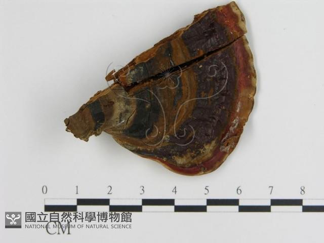 登錄號:F0018783藏品圖，第1張