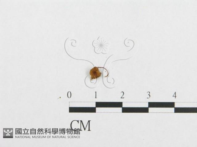 登錄號:F0010783藏品圖，第3張