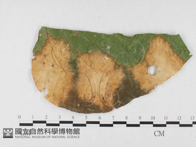 登錄號:F0026783藏品圖，第3張