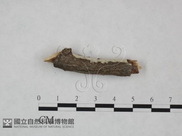 登錄號:F0016783藏品圖，第3張