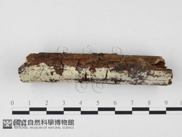 冇骨消絲齒菌藏品圖，第3張