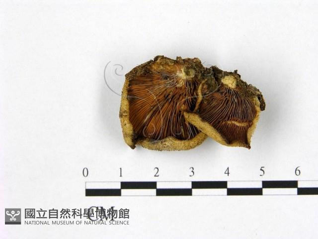 登錄號:F0001783藏品圖，第3張