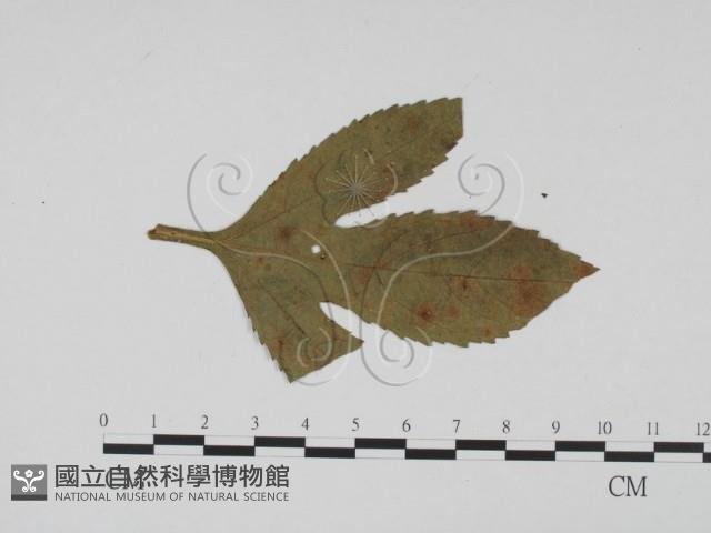 登錄號:F0011783藏品圖，第3張