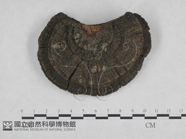 登錄號:F0024783藏品圖，第3張